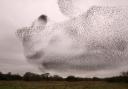 This incredible photo shows the moment that a swarm of flying starlings formed the image of a giant frog as they dodged a winged raptor amongst the clouds. See SWNS story SWSYfrog. A murmuration of starlings is always an astounding sight but this